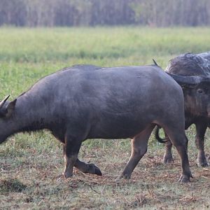 Feral Water BUffalos - Kakadu