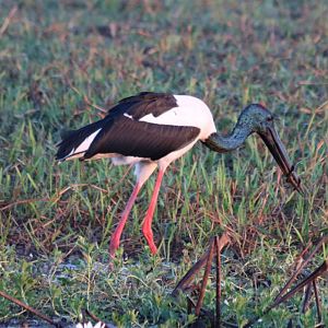 Black-necked Stork with Eel - Kakadu