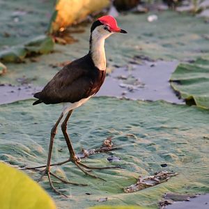 Comb-crested Jacana - Kakadu