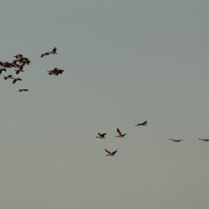 Magpie Geese - Kakadu