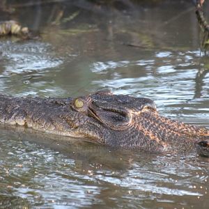 Saltwater Crocodile - Kakadu