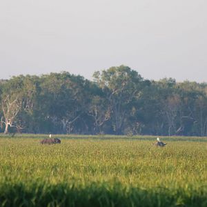Feral Water Buffalo - Kakadu