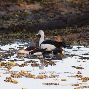 Radjah Shelduck and Ducklings - Kakadu