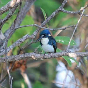 Little Kingfisher - Kakadu