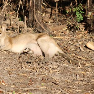 Agile Wallaby with Pouched Joey - Kakadu
