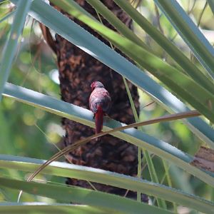 Crimson Finch - Kakadu