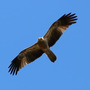 Whistling Kite - Kakadu