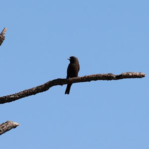Little Woodswallow - Kakadu