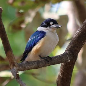 Forest Kingfisher - Kakadu
