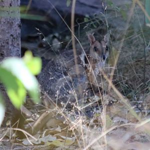 Wilkins' Rock Wallaby - Kakadu