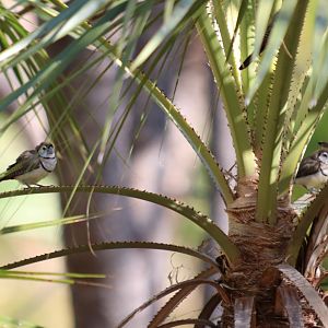 Double-barred Finches - Kakadu