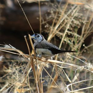 Double-barred Finch - Kakadu