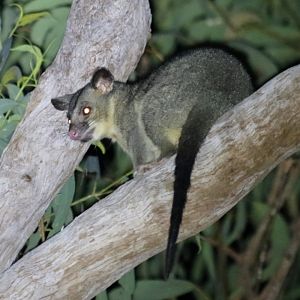 Northern Brushtail Possum - Kakadu