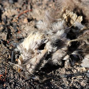 Dead Tawny Frogmouth at the Pine Creek Cemetary