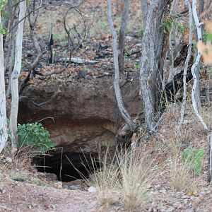 Ghost Bat Cave - Pine Crekk