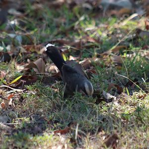 Grey-crowned Babbler - Pine Creek
