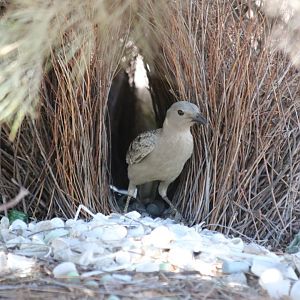 Great Bowerbird and Bower - Pine Creek
