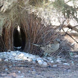 Great Bowerbird and Bower - Pine Creek