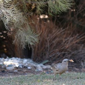 Great Bowerbird and Bower - Pine Creek