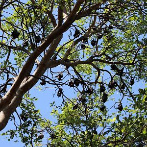 Black Flying Fox Colony - Pine Creek