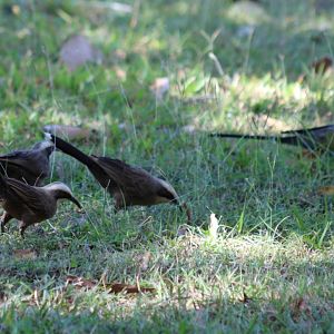 Grey-crowned Babblers and Hooded Parrot - Pine Creek