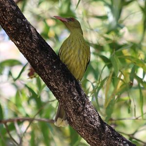 Australasian Yellow Oriole - Pine Creek