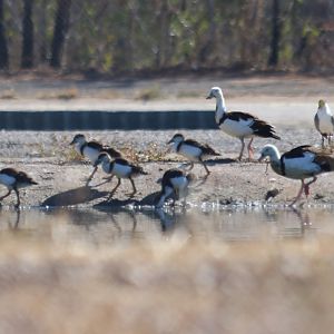 Radjah Shelduck and Chicks - Pine Creek