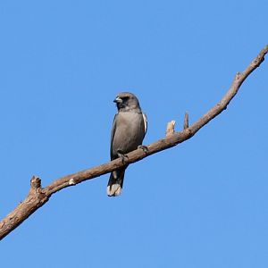 Black-faced Woodswallow - Pine Creek