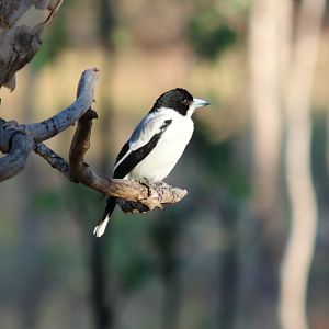 Silver-backed Butcherbird - Pine Creek