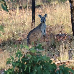 Antilopine Wallaroo - Pine Creek