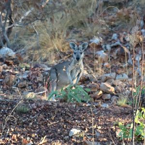 Antilopine Wallaroo - Pine Creek