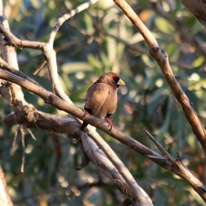 Masked Finch - Fergusson River