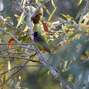 Gouldian Finch - Fergusson River