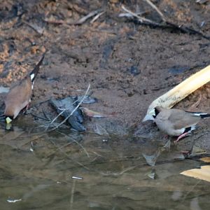 Masked Finches - Fergusson River