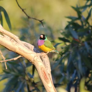 Gouldian Finch - Fergusson River
