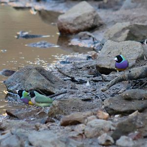 Gouldian Finch Group - Fergusson River