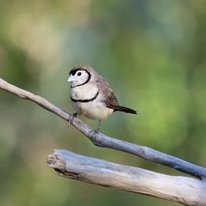 Double-barred Finch - Fergusson River