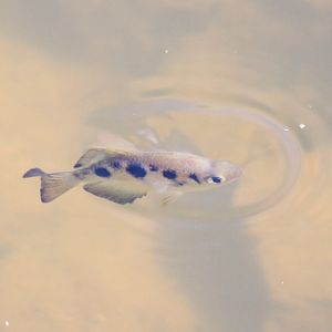 Archer Fish - Fergusson River