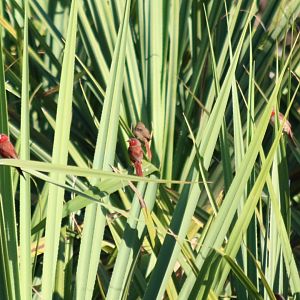 Crimson Finch Group - Fergusson River