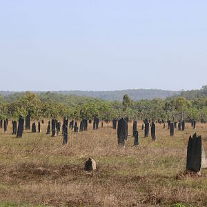 Magnetic Termite Mounds - Litchfield National Park