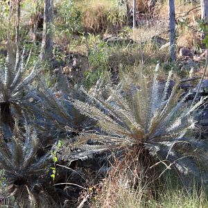 Rare Cycad Cycas calcicola - Litchfield National Park
