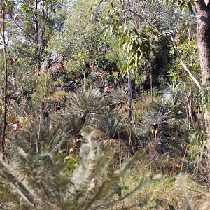 Forest with Cycas calcicola - Litchfield National Park