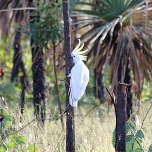 Sulphur-crested Cockatoo - Litchfield National Park