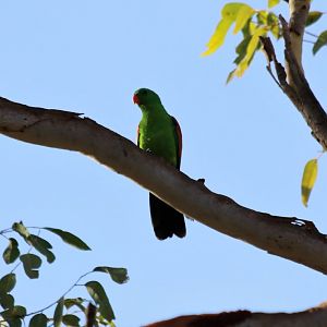 Red-winged Parrot - Litchfield National Park