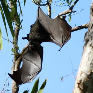 Black Flying Fox - Litchfield National Park
