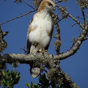 Juvenile changeable hawk-eagle