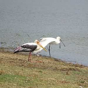 Painted stork and spoonbill
