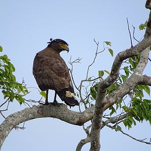 Crested serpent eagle