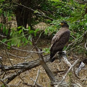 Crested serpent eagle