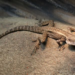 Centralian Tree Dragon